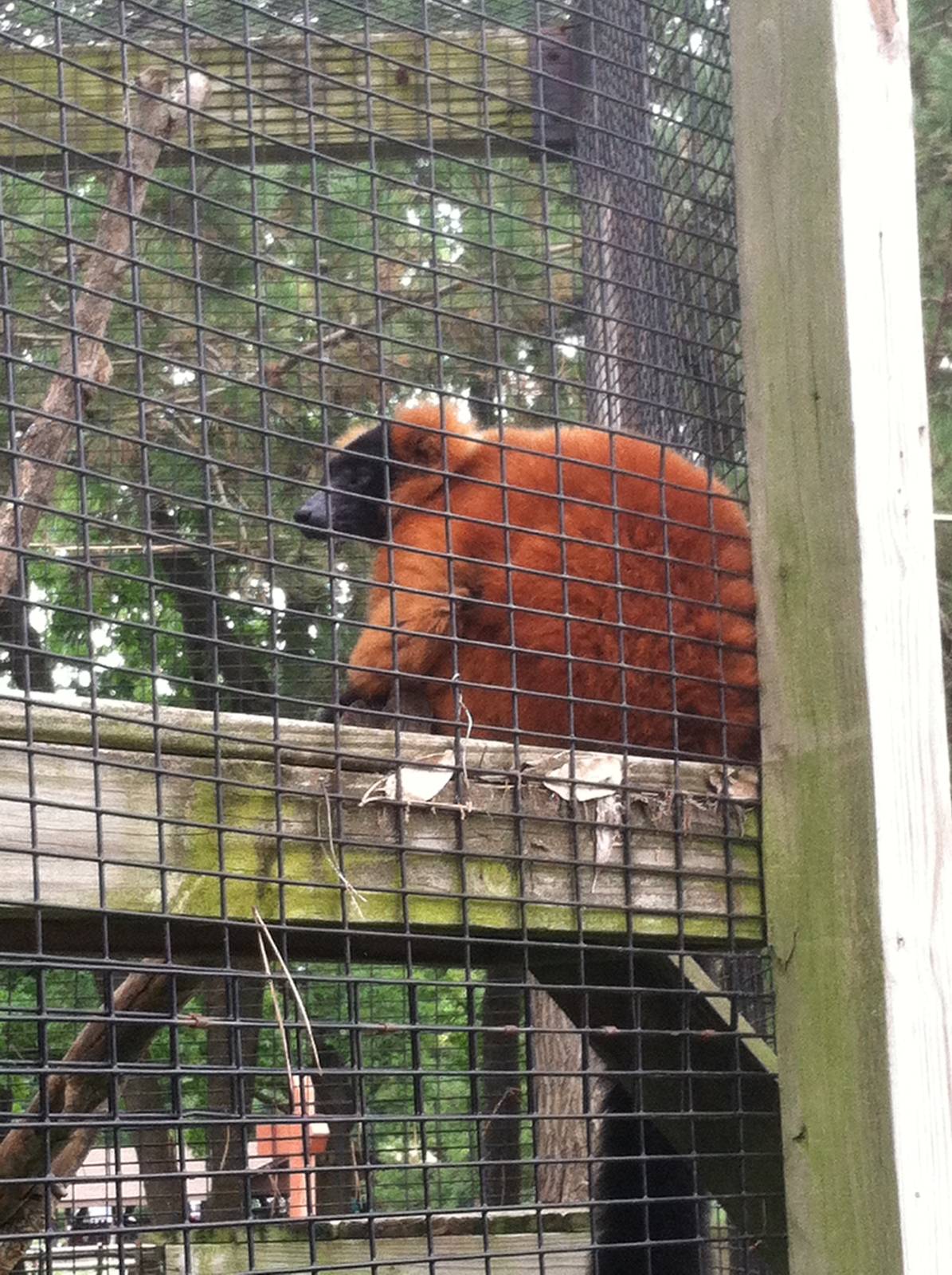 Red Ruffed Lemur