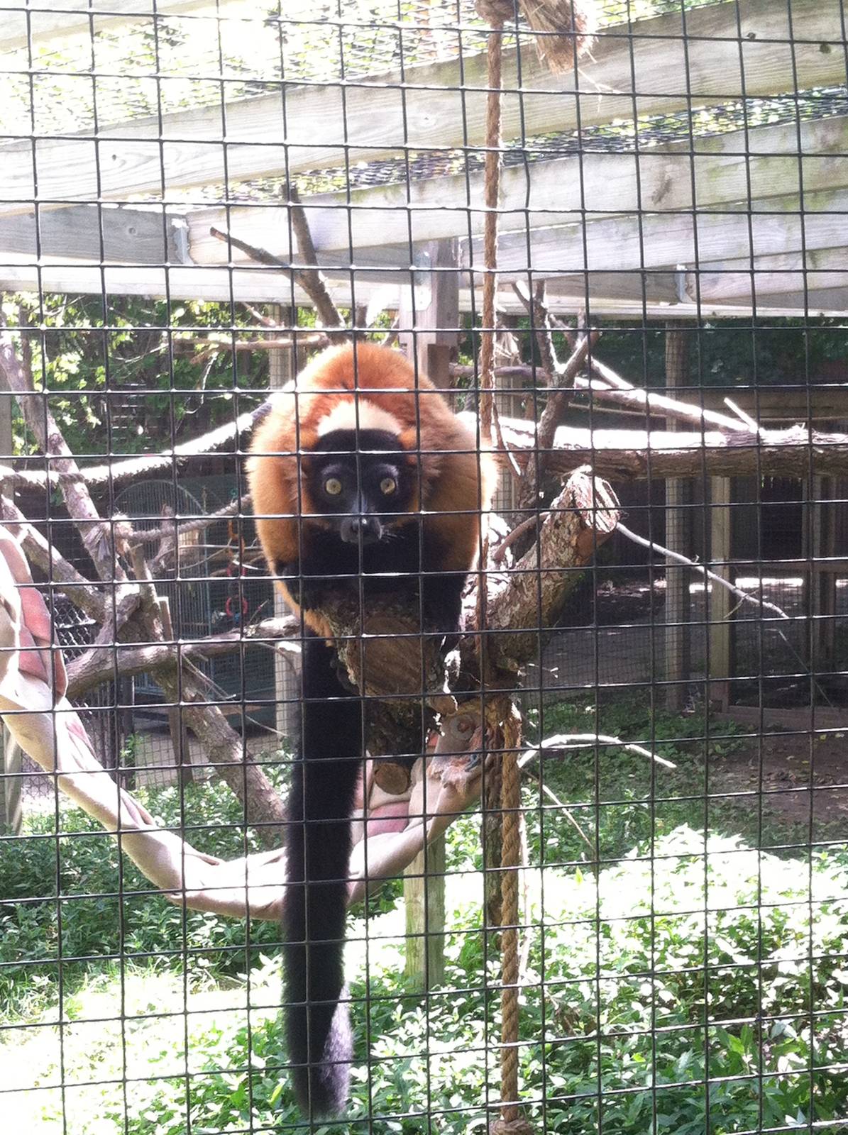 Red Ruffed Lemur
