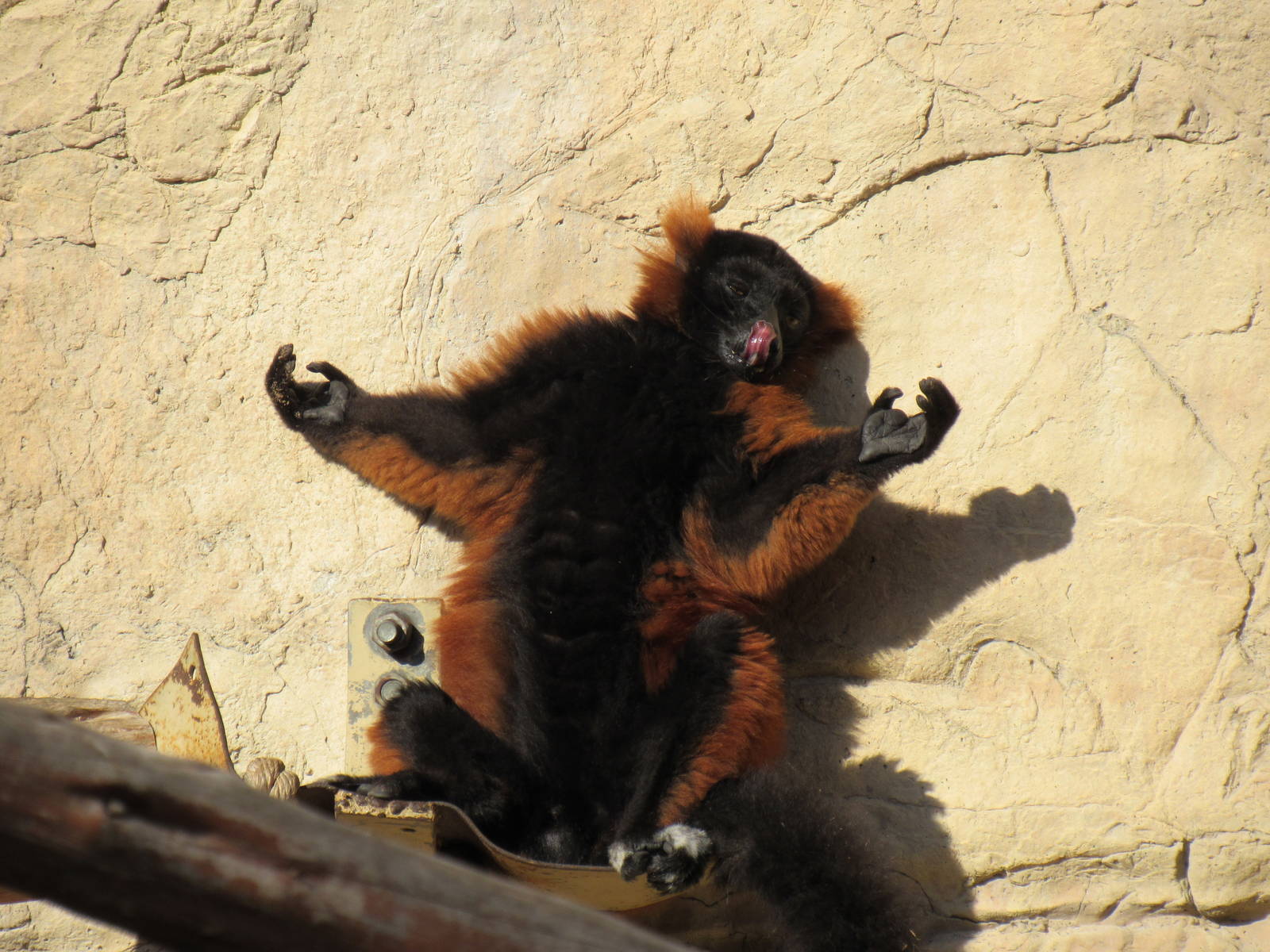 Red Ruffed Lemur
