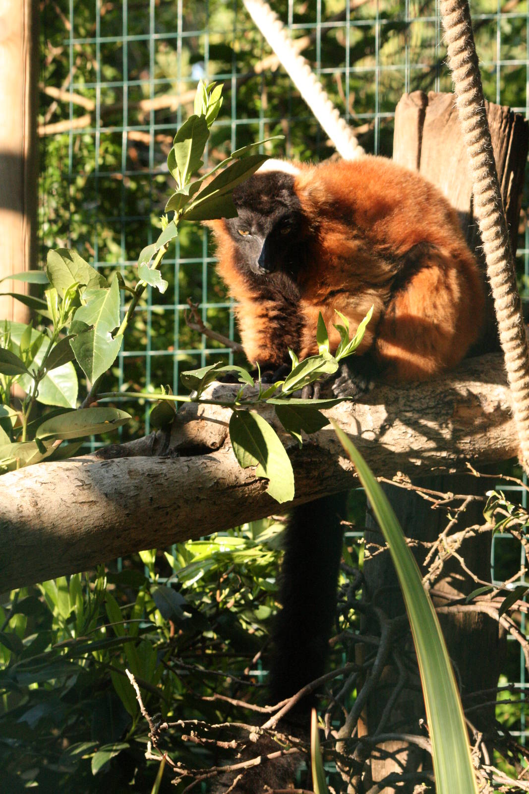 Red ruffed lemur