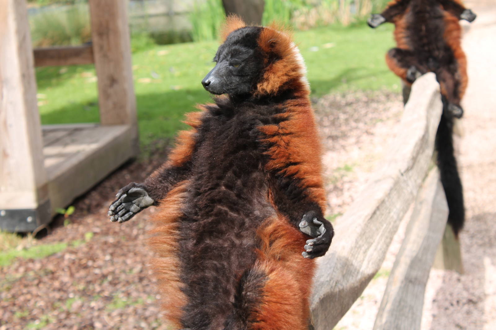 Red Ruffed Lemur