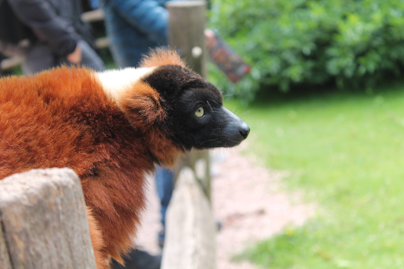 Red Ruffed Lemur