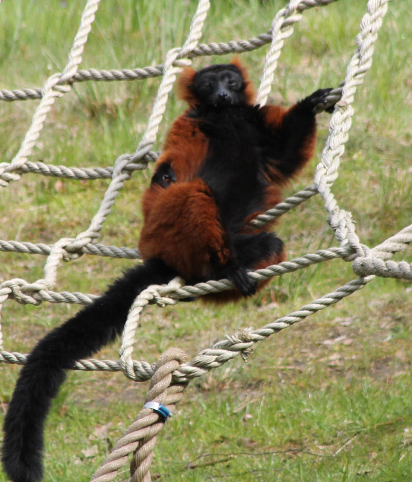 Red ruffed lemur