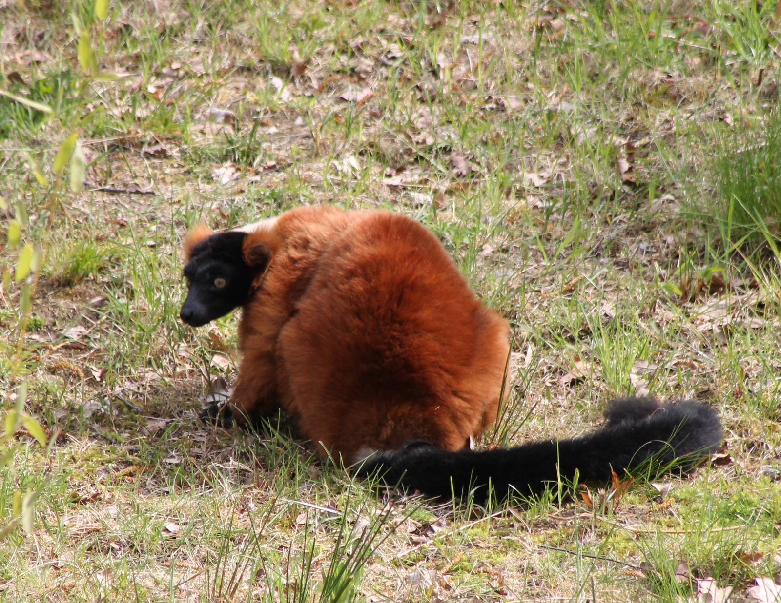 Red ruffed lemur