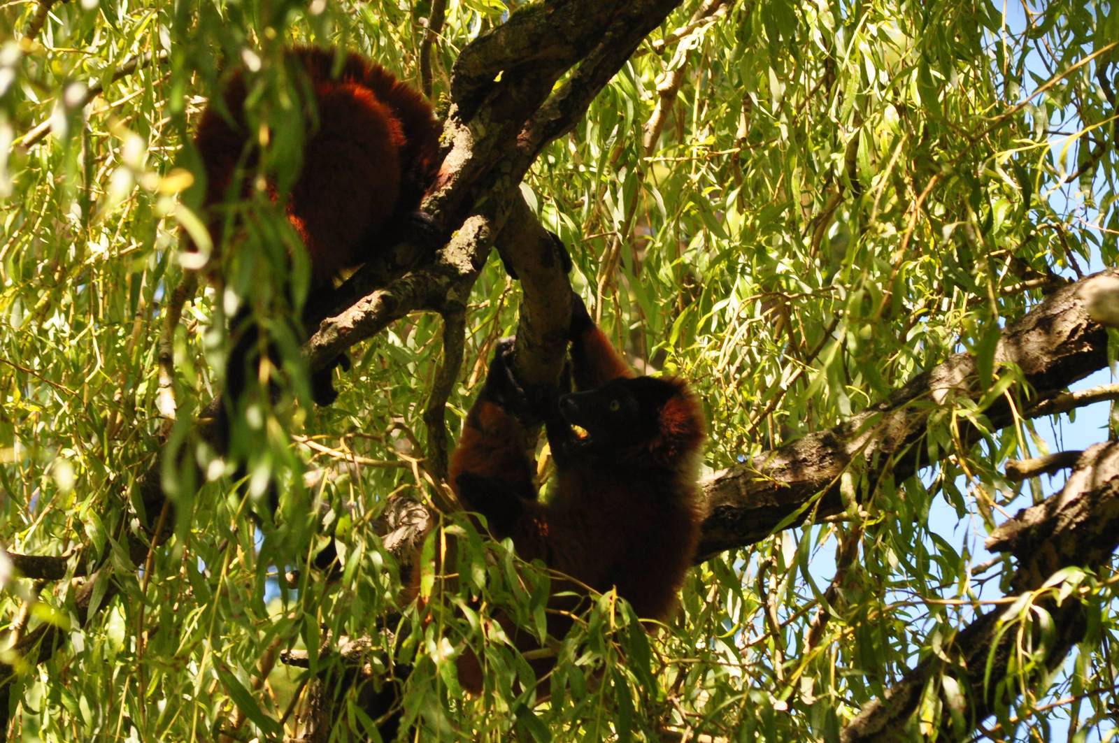 Red-ruffed Lemur