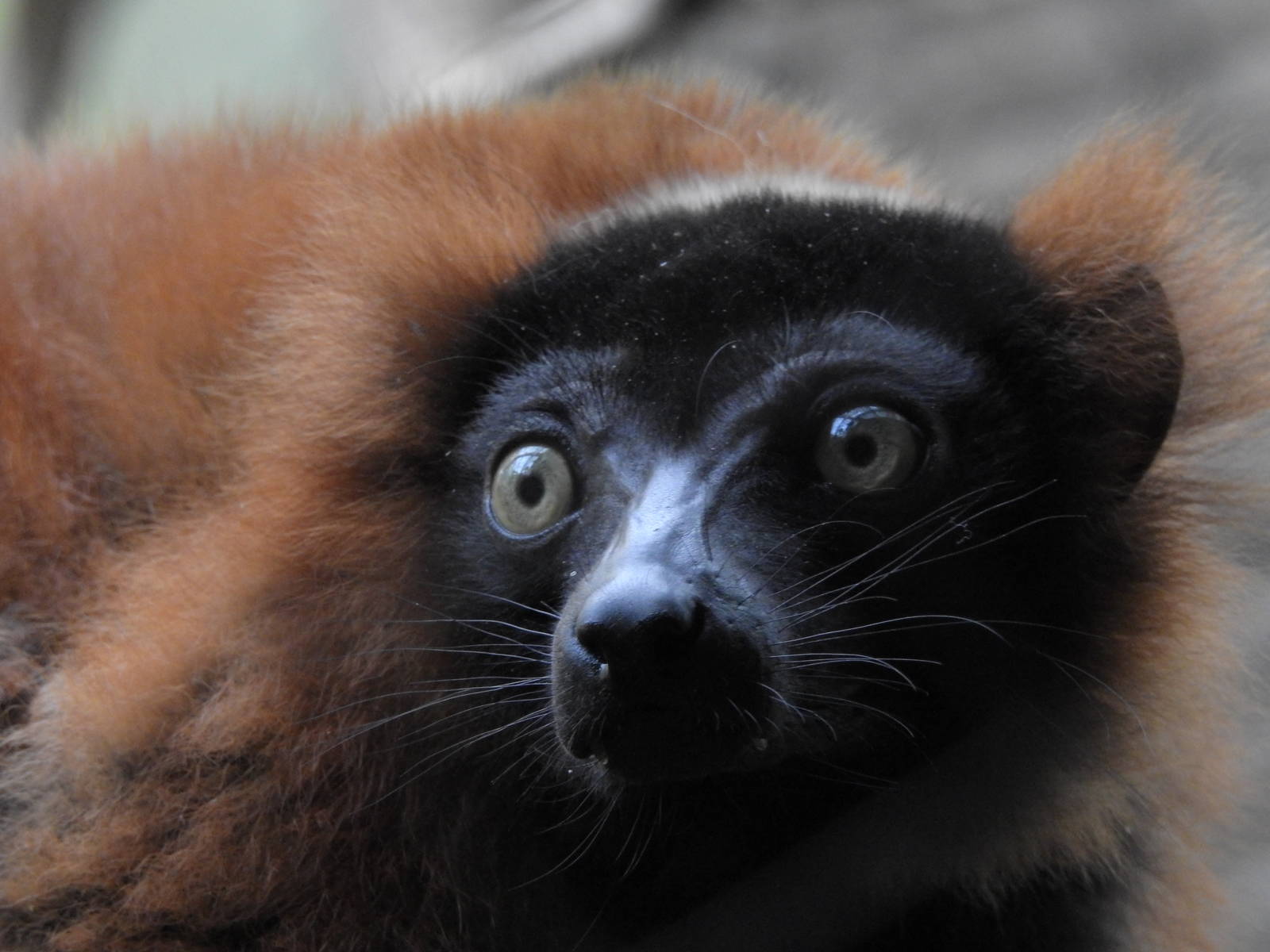 Red Ruffed Lemur