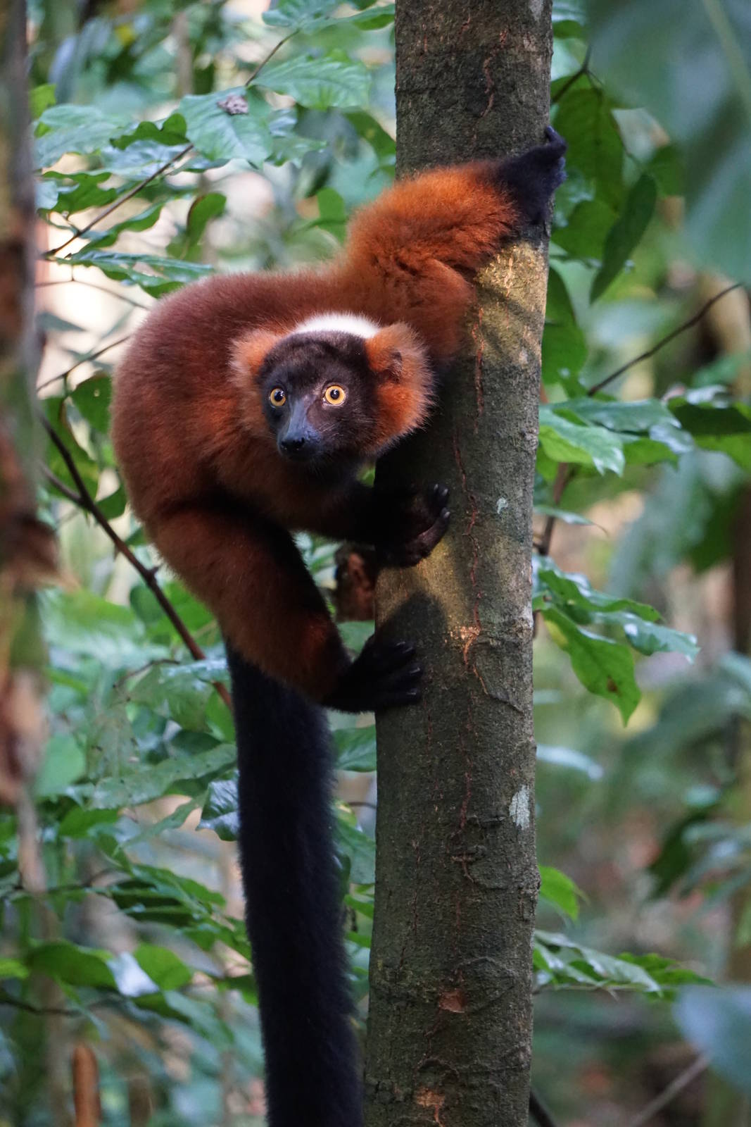 Red Ruffed Lemur