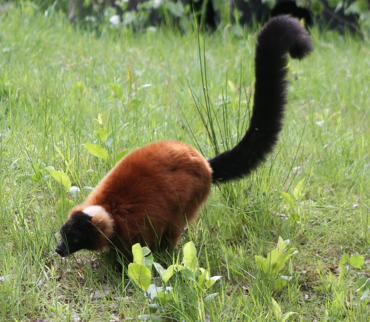 Red ruffed lemur