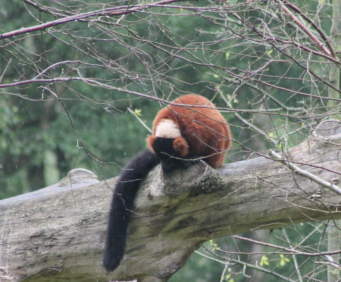 Red ruffed lemur