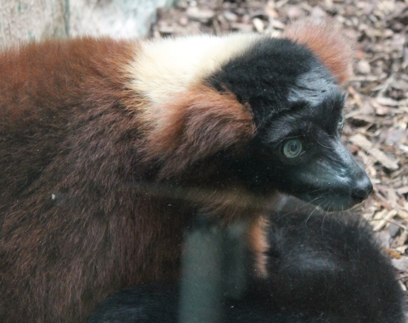 Red ruffed lemur