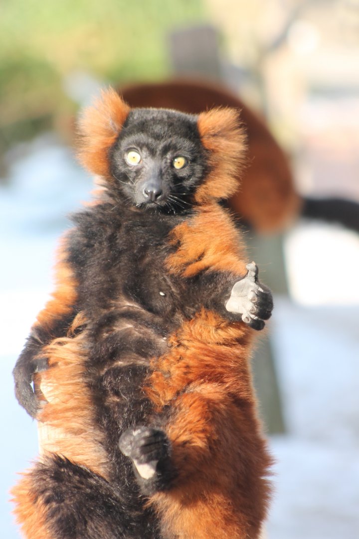 Red ruffed lemur