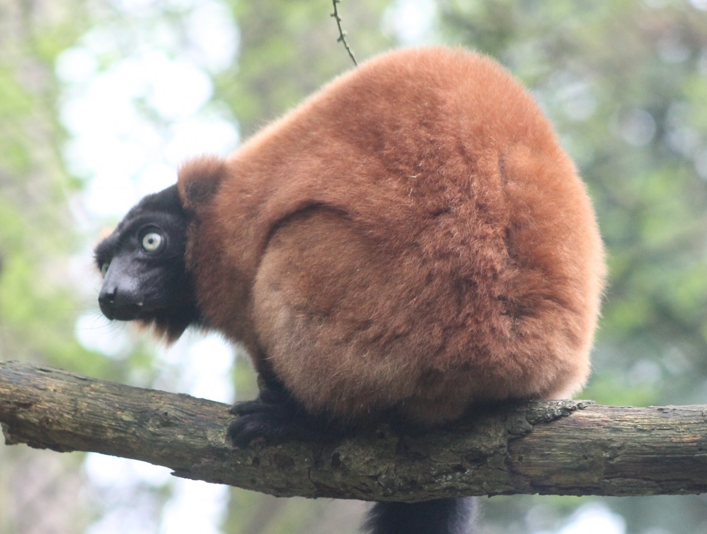 Red ruffed lemur