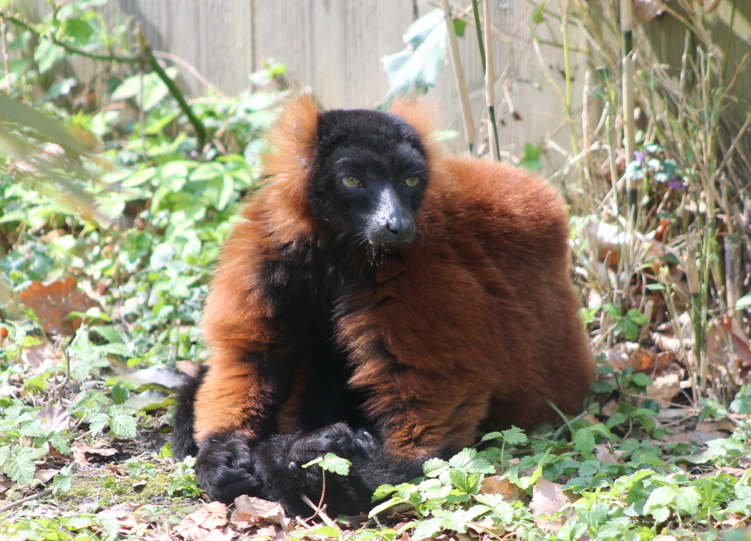 Red ruffed lemur