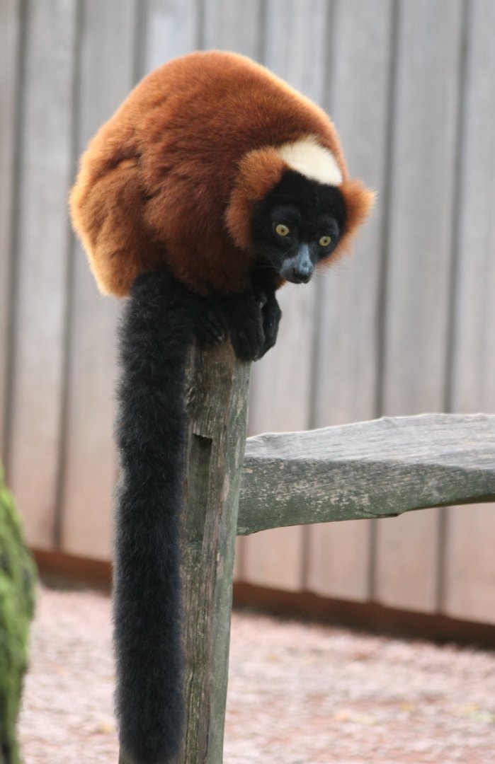 Red ruffed lemur