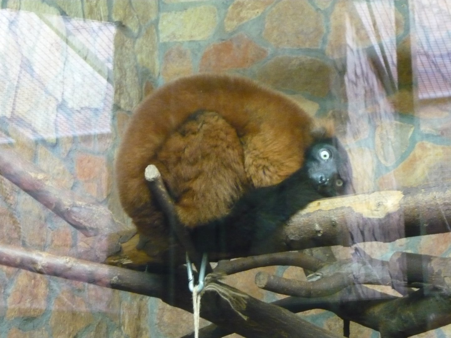 Red ruffed lemur