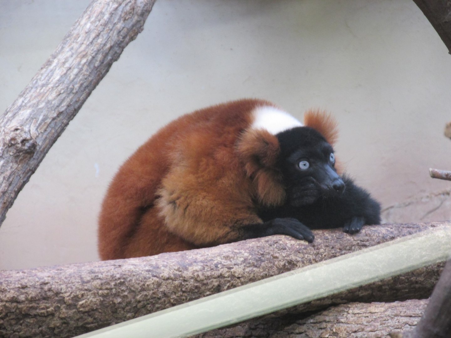 red ruffed lemur