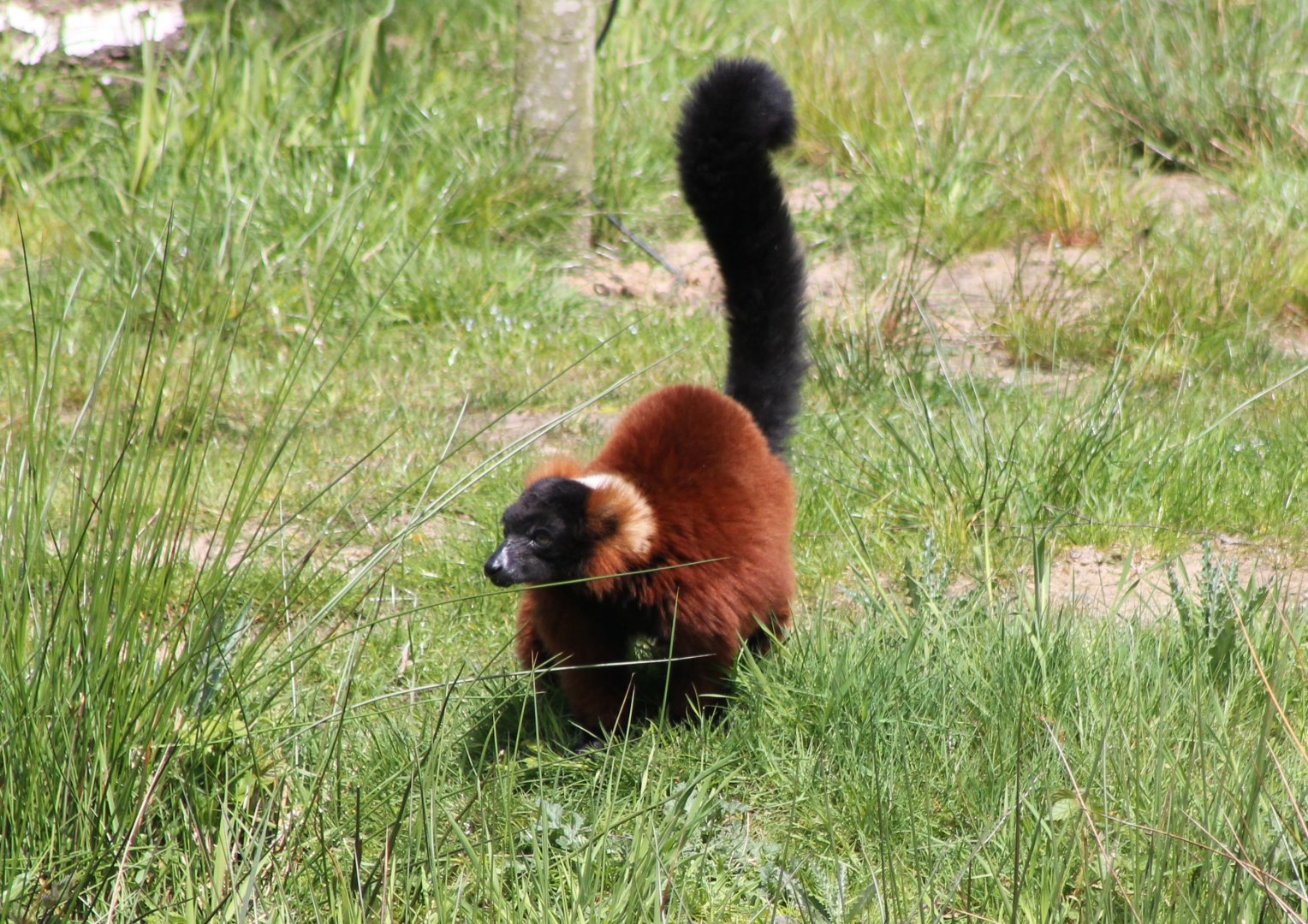 Red ruffed lemur
