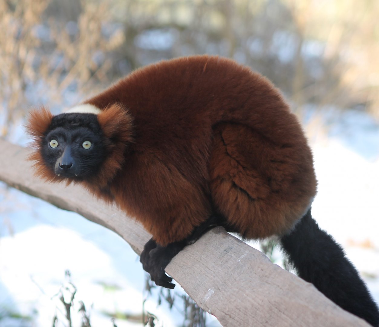 Red ruffed lemur