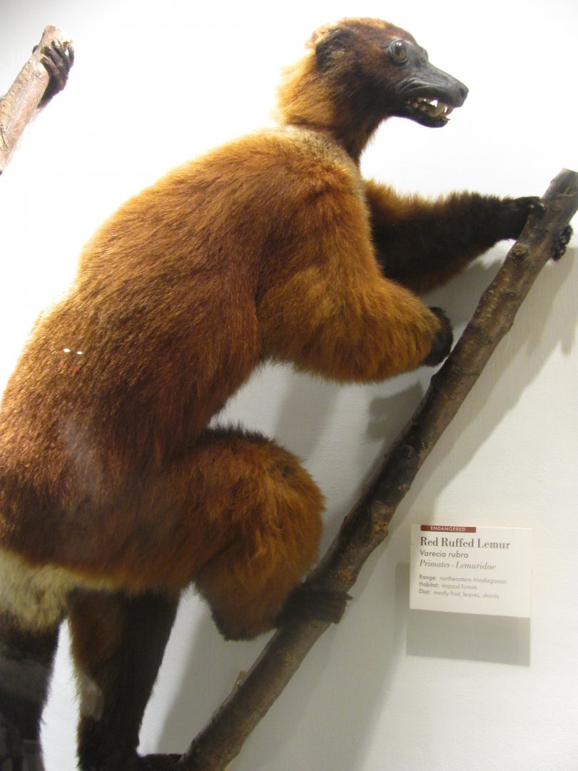 Red Ruffed Lemur