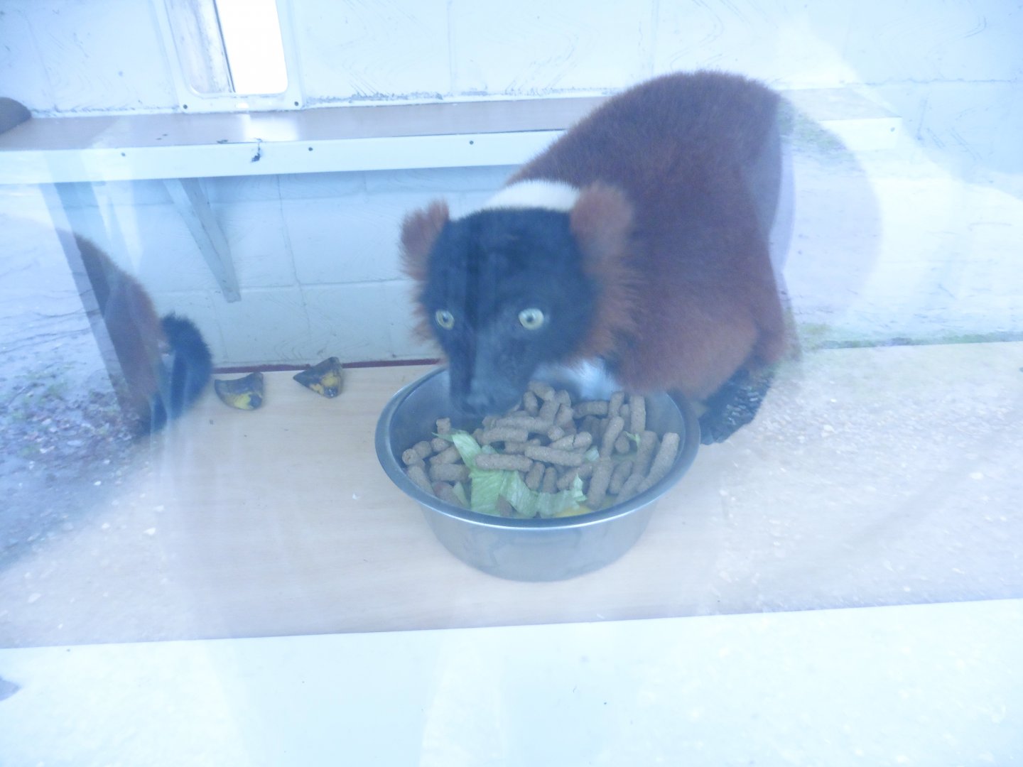 Red Ruffed Lemur