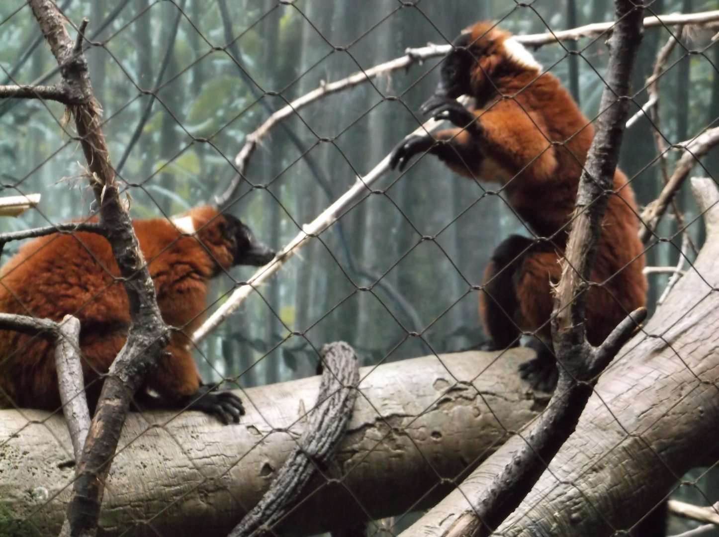 Red-ruffed lemur