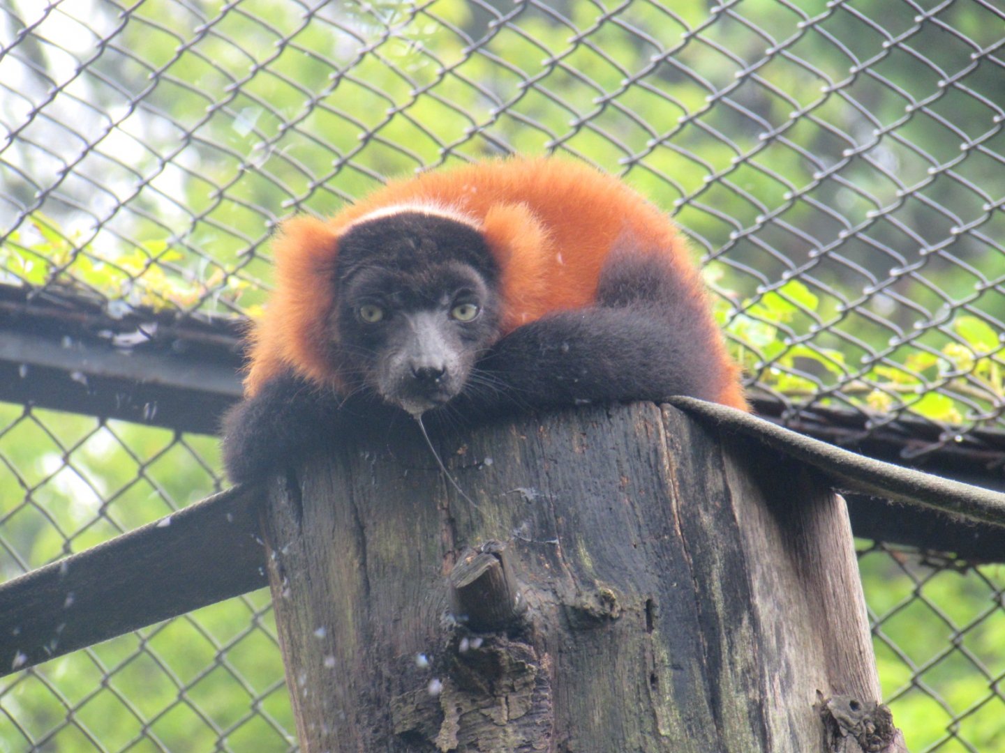 Red-ruffed Lemur