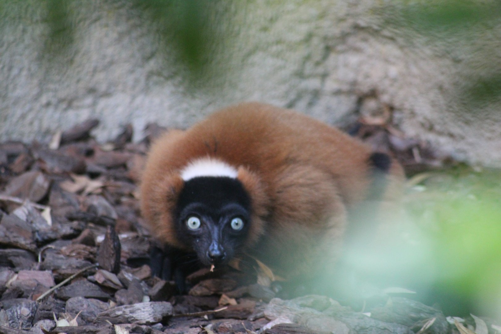 Red ruffed lemur