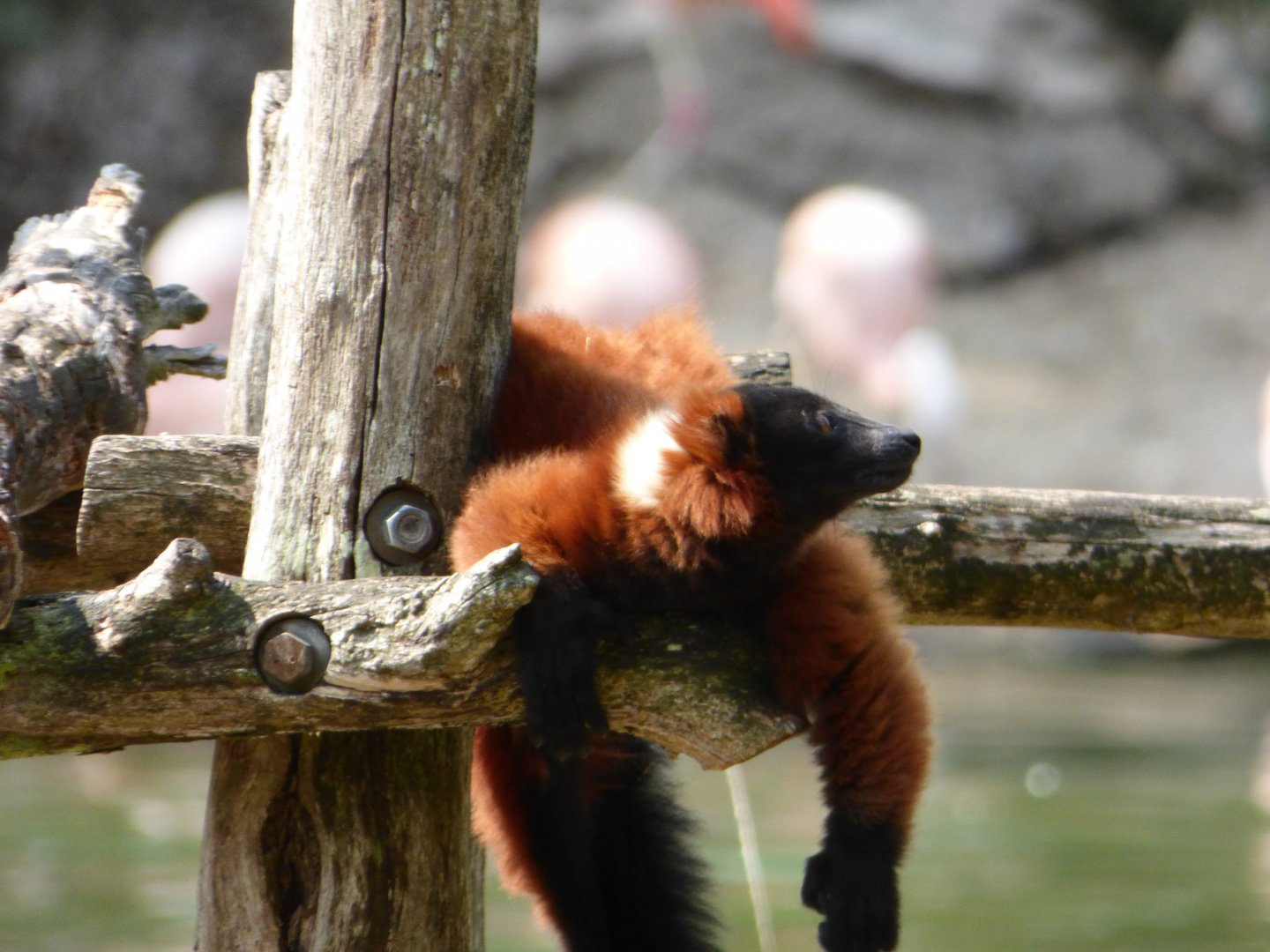 Red-Ruffed Lemur