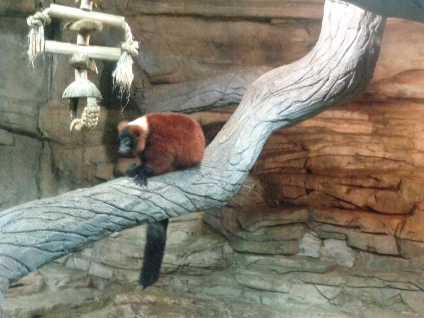 Red ruffed lemur