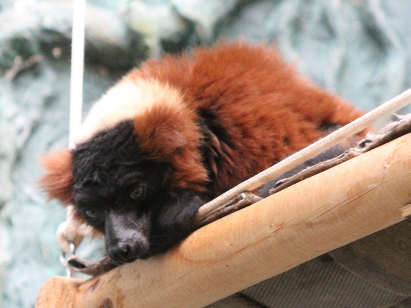 Red ruffed lemur