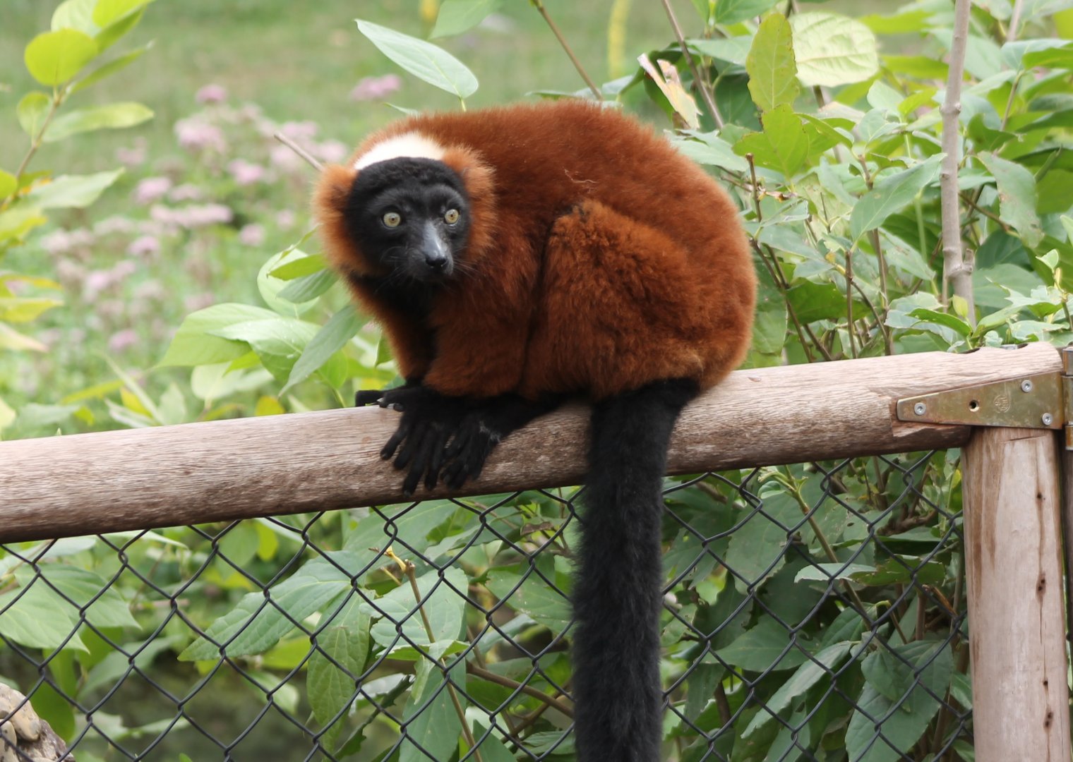 Red ruffed lemur