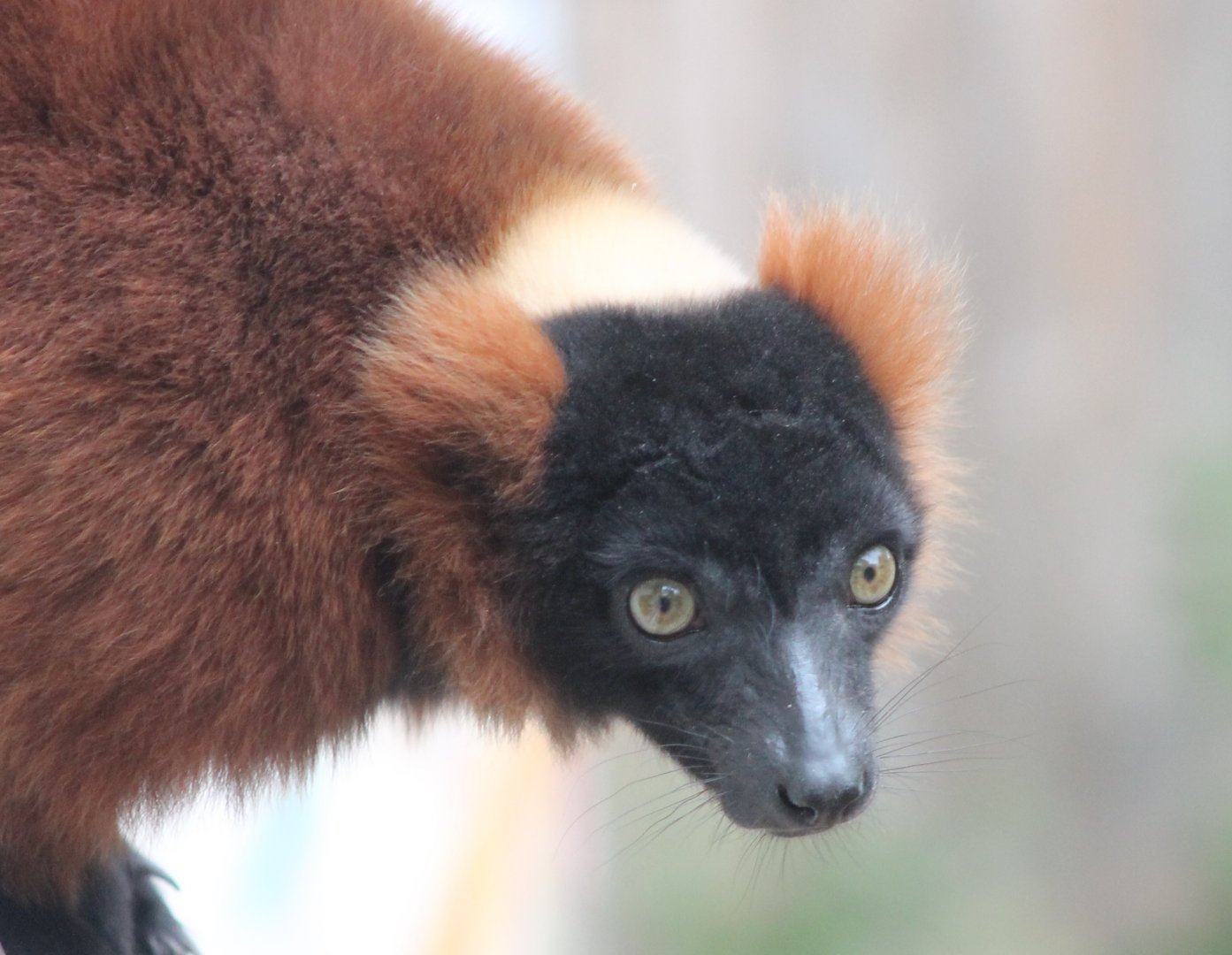 Red ruffed lemur