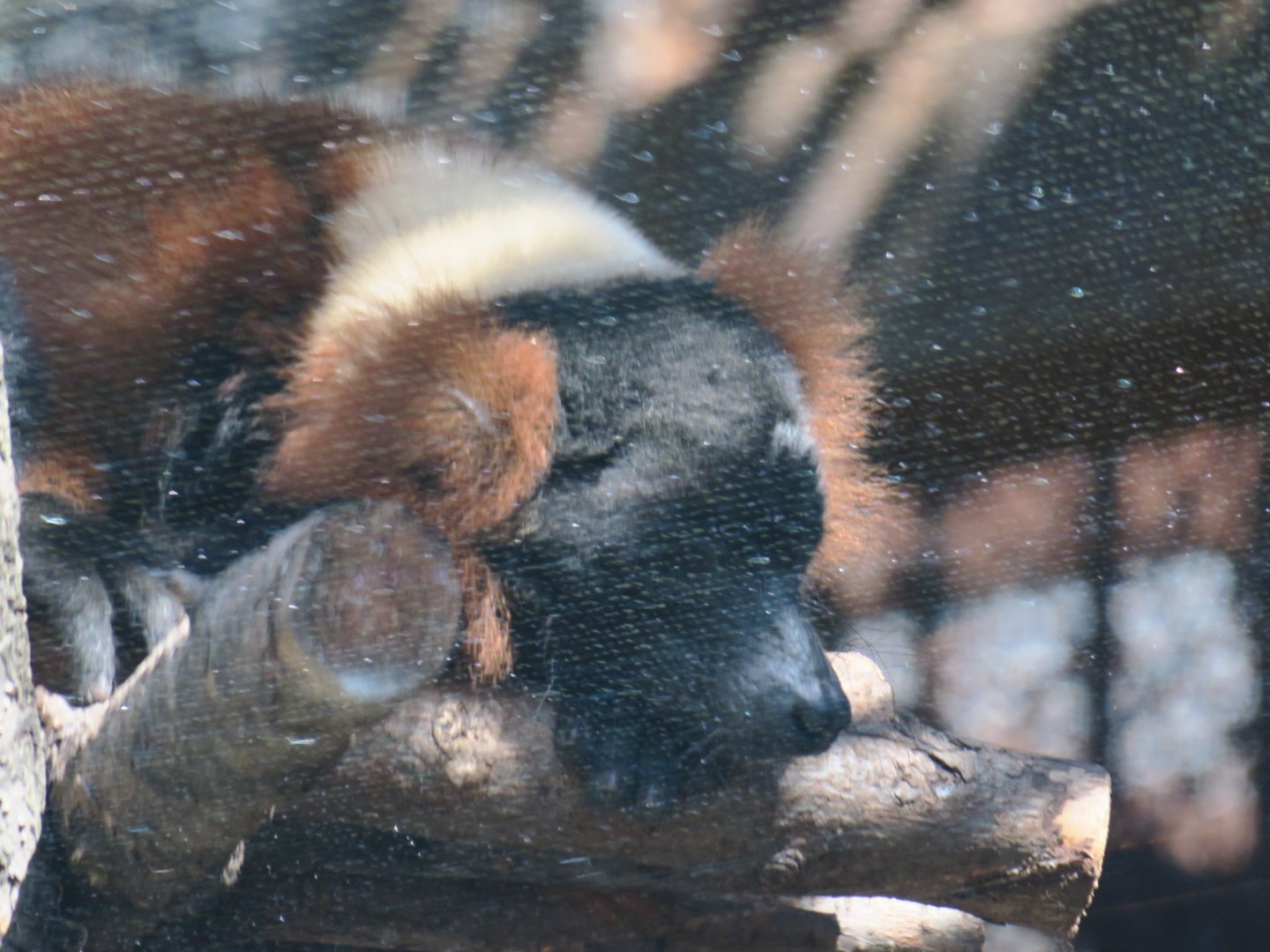 Red ruffed lemur