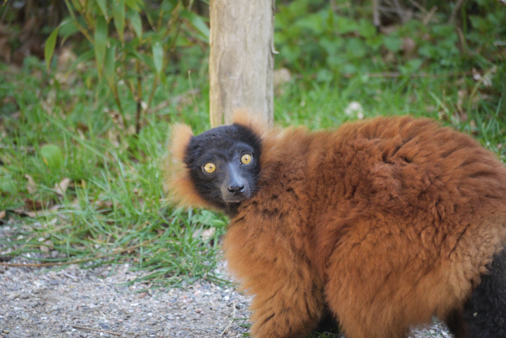 Red Ruffed Lemur