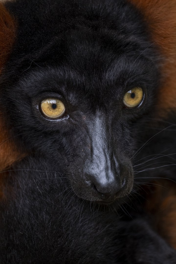 Red ruffed lemur