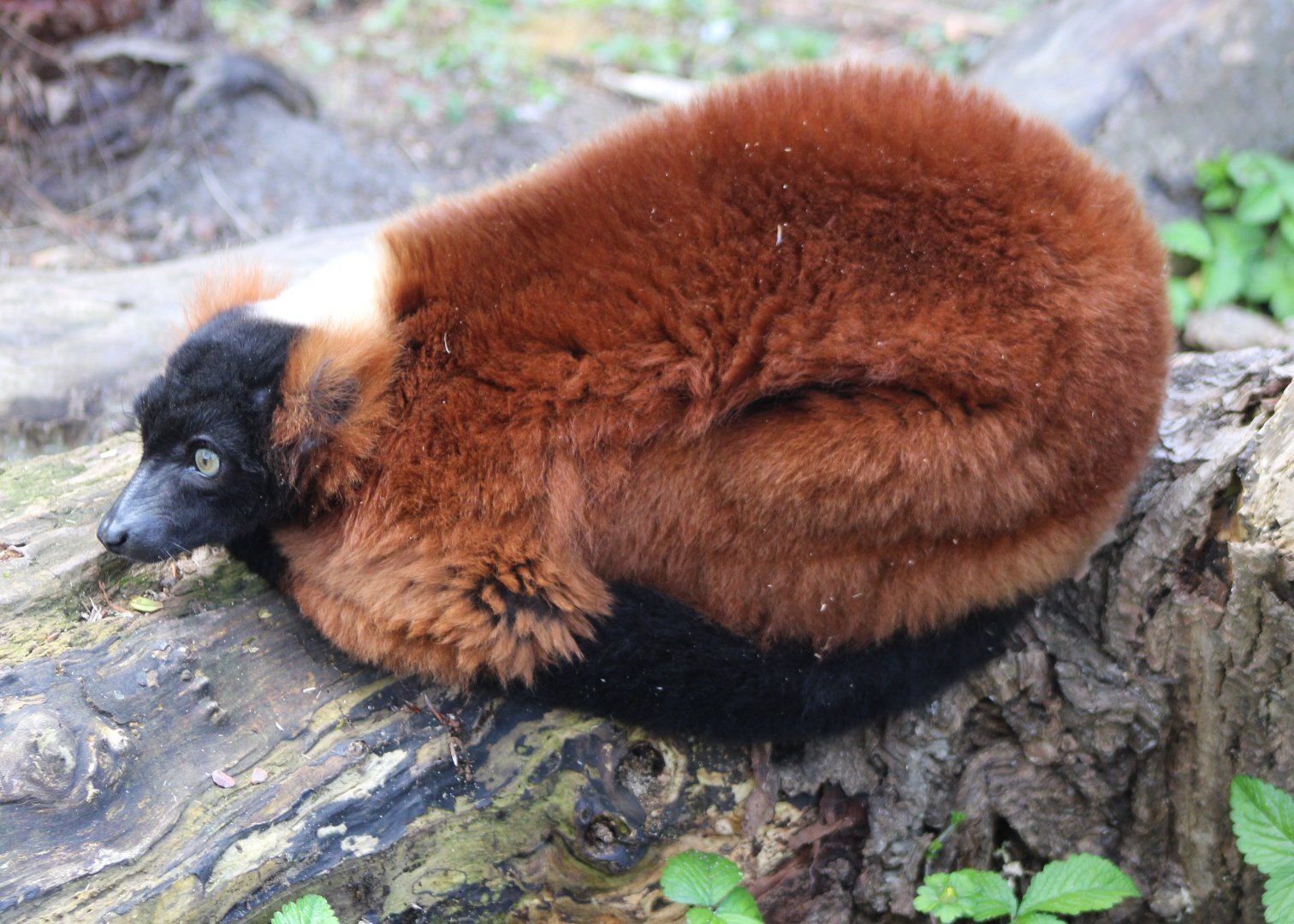 Red ruffed lemur