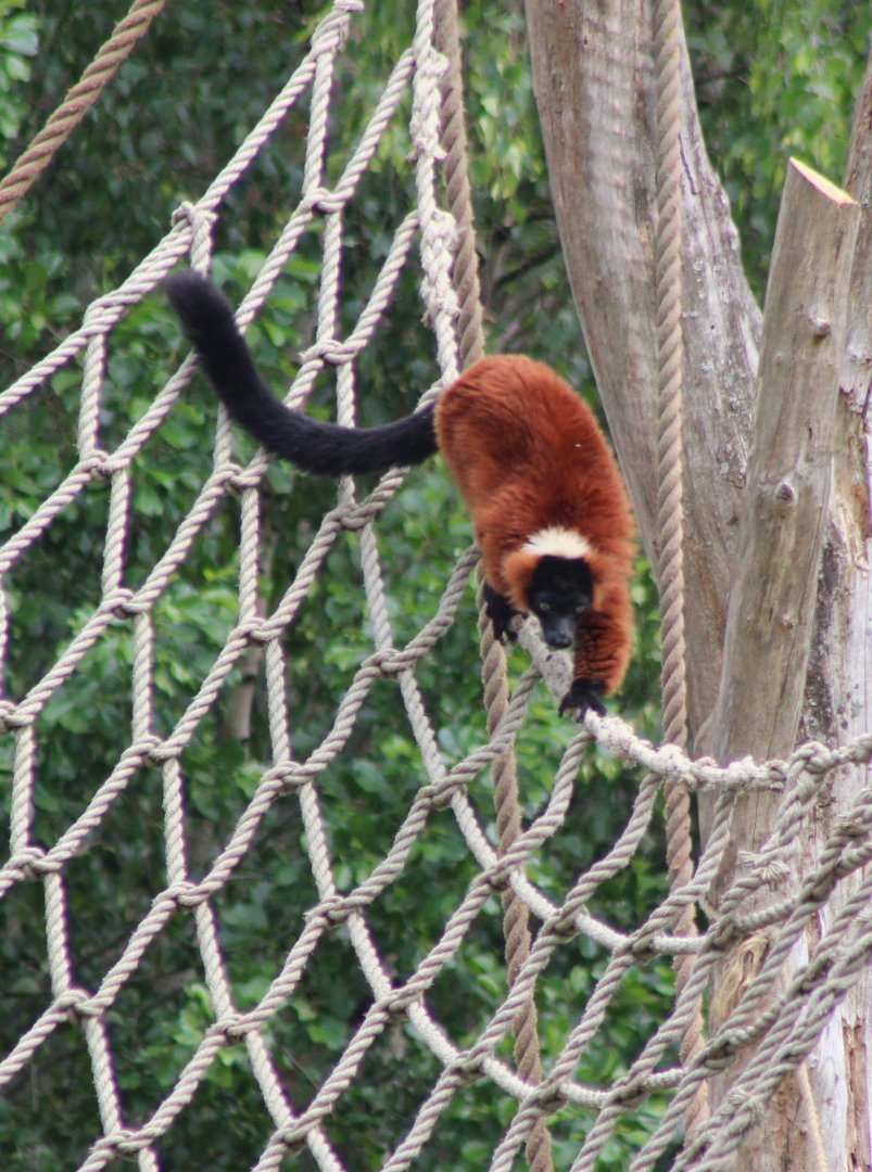 Red ruffed lemur