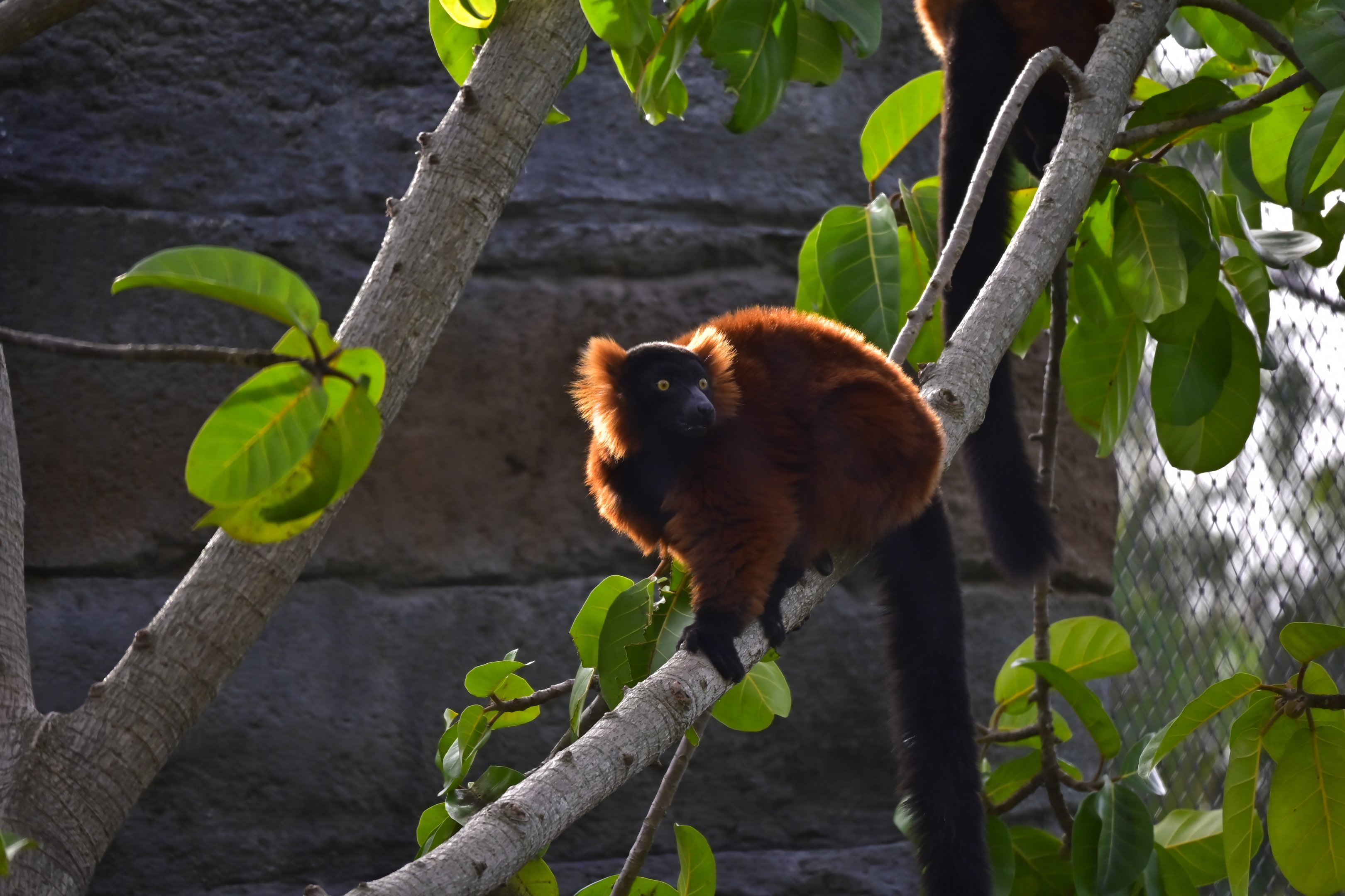 Red Ruffed Lemur