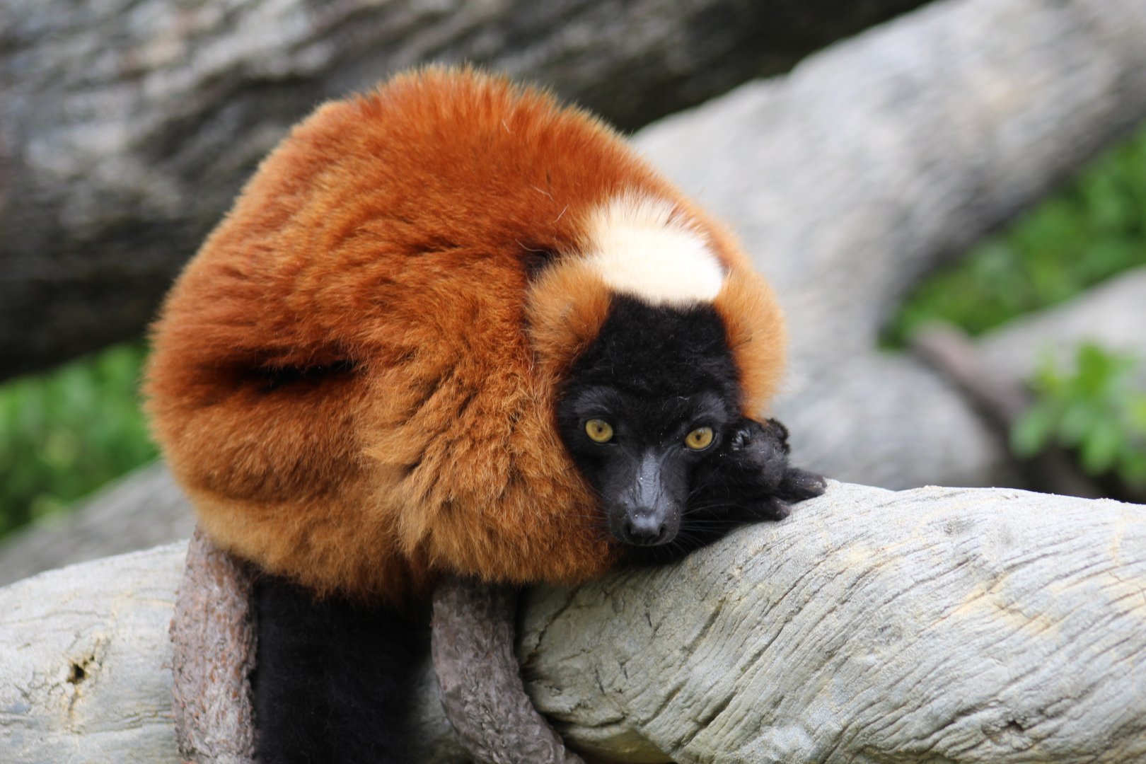 Red Ruffed Lemur