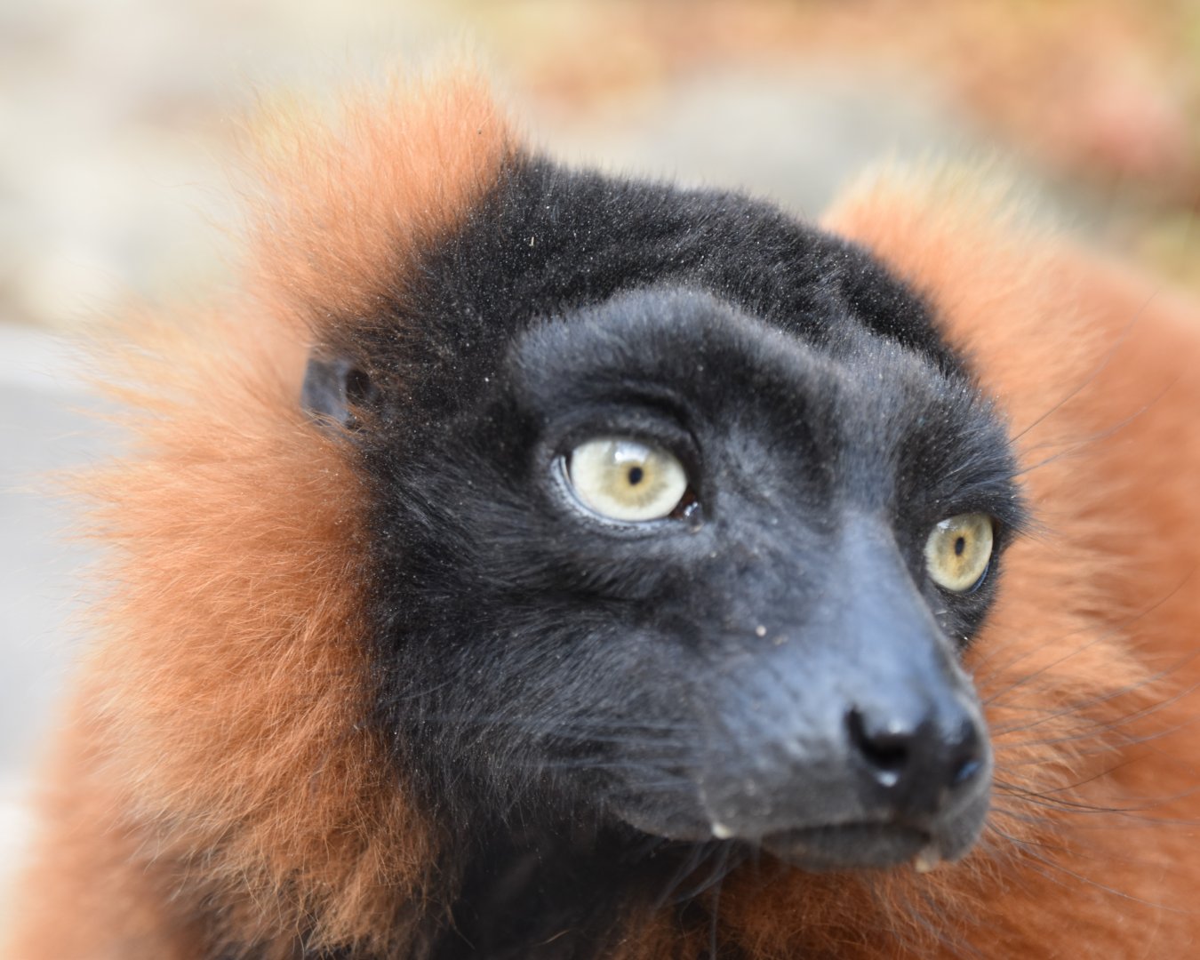 Red ruffed lemur