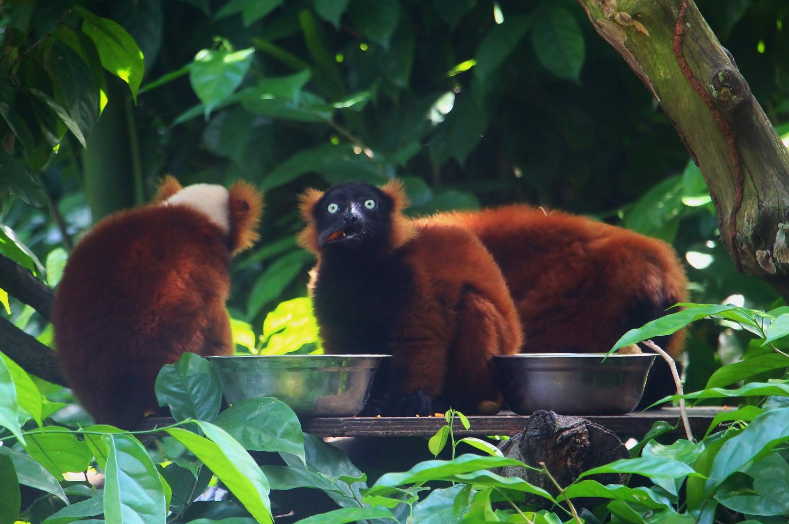 Red Ruffed Lemur