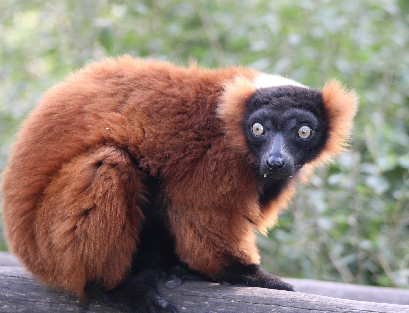 Red ruffed lemur