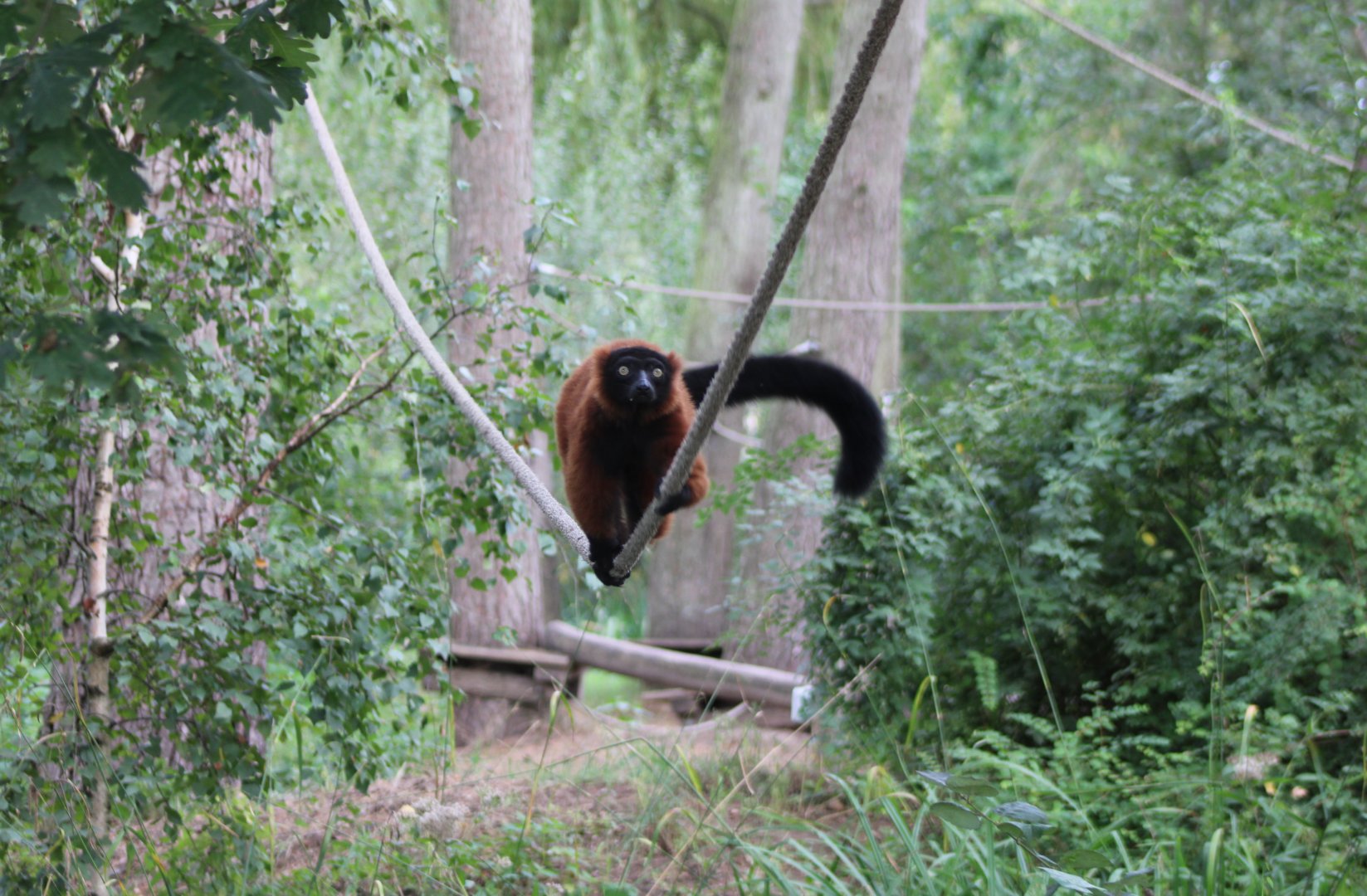 Red ruffed lemur
