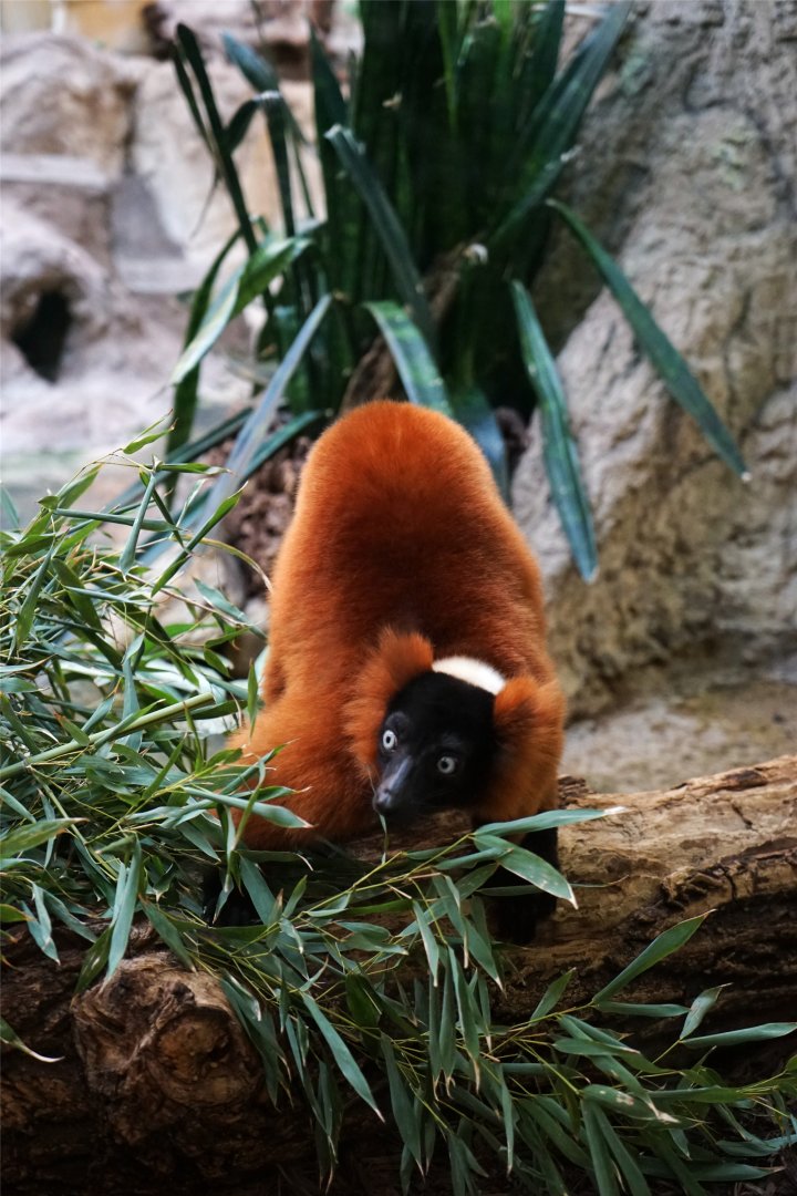 Red Ruffed Lemur