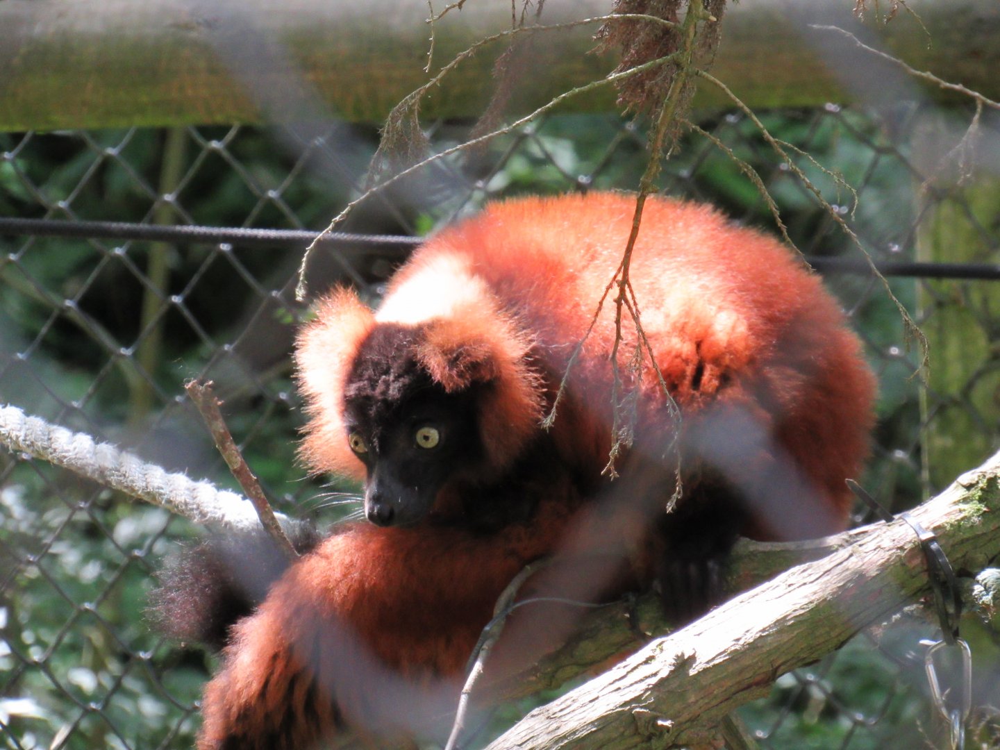 Red Ruffed Lemur