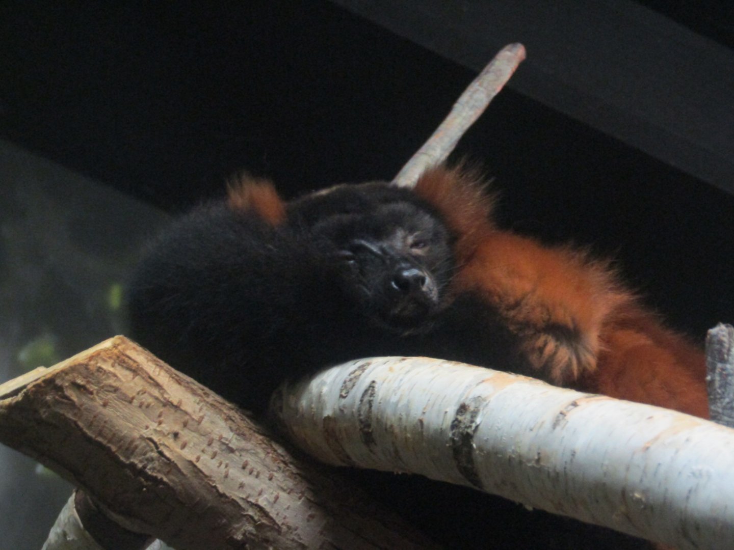 Red Ruffed Lemur