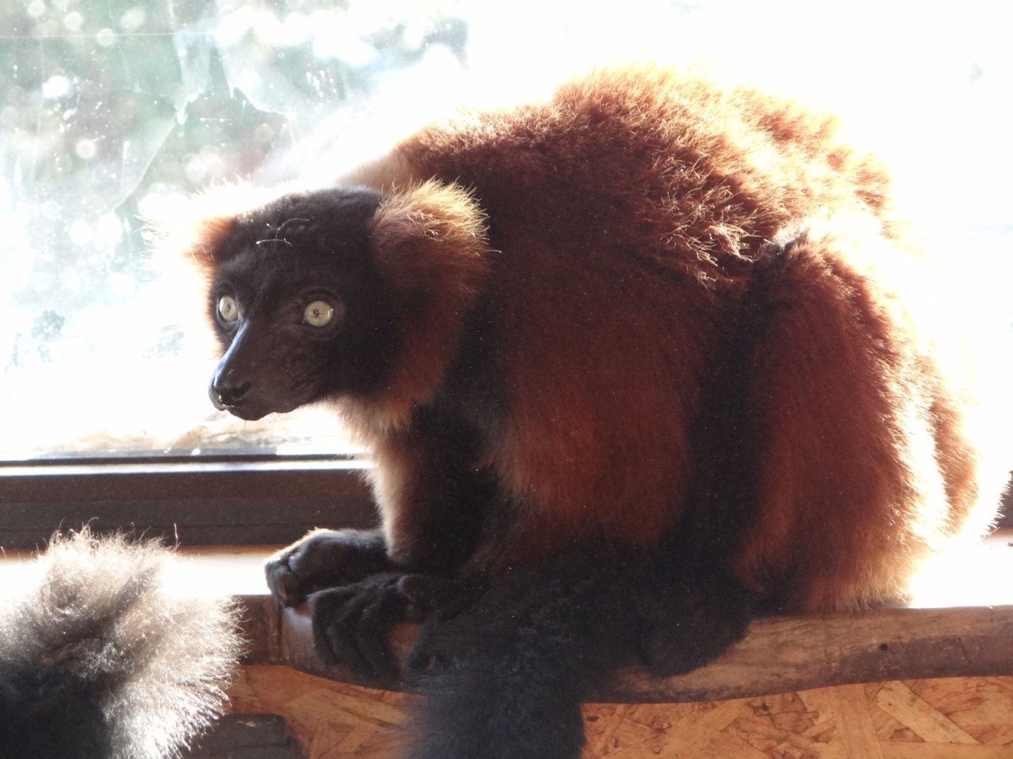 Red Ruffed Lemur