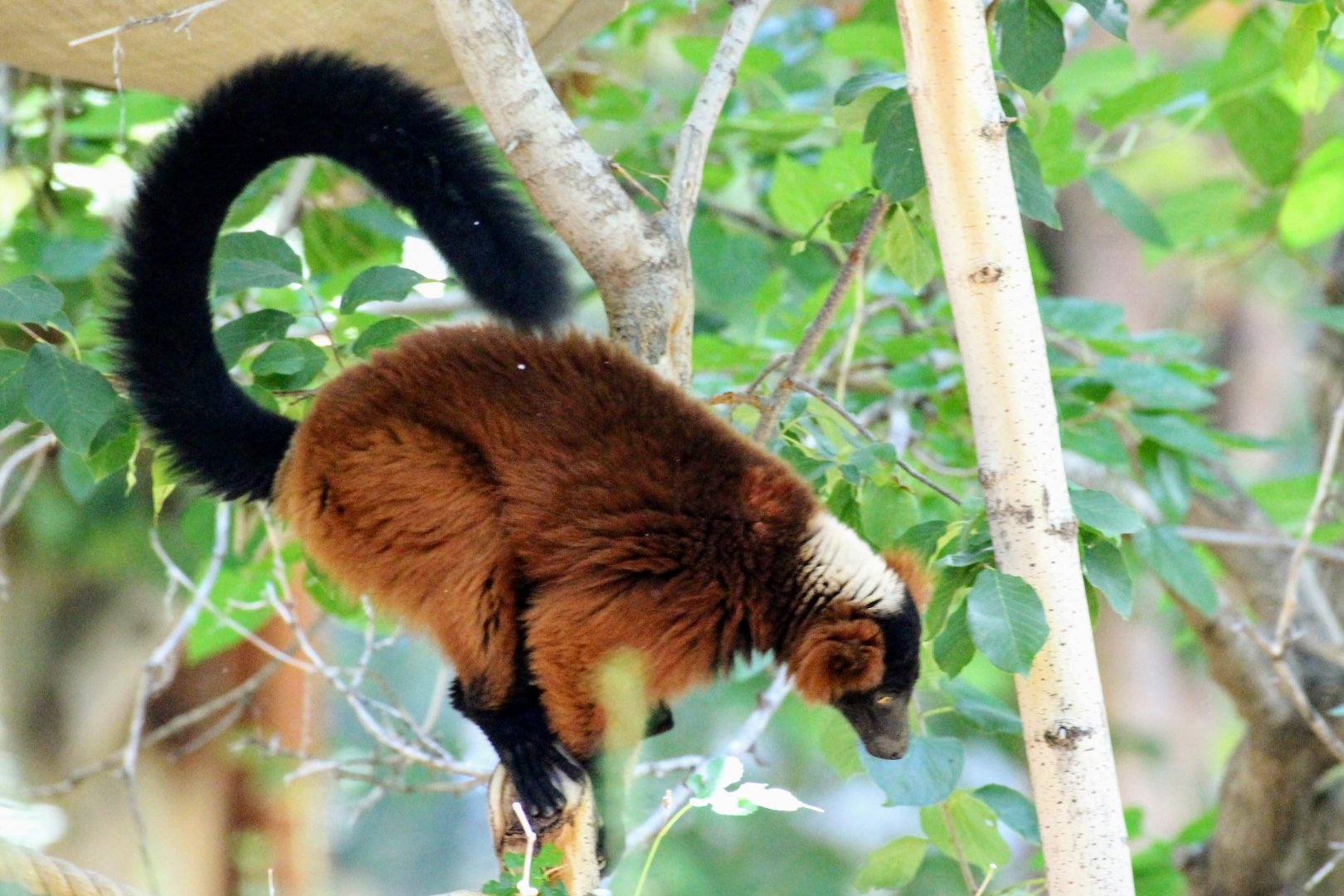 Red Ruffed Lemur