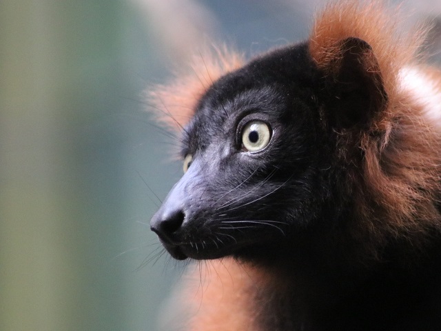 Red Ruffed Lemur