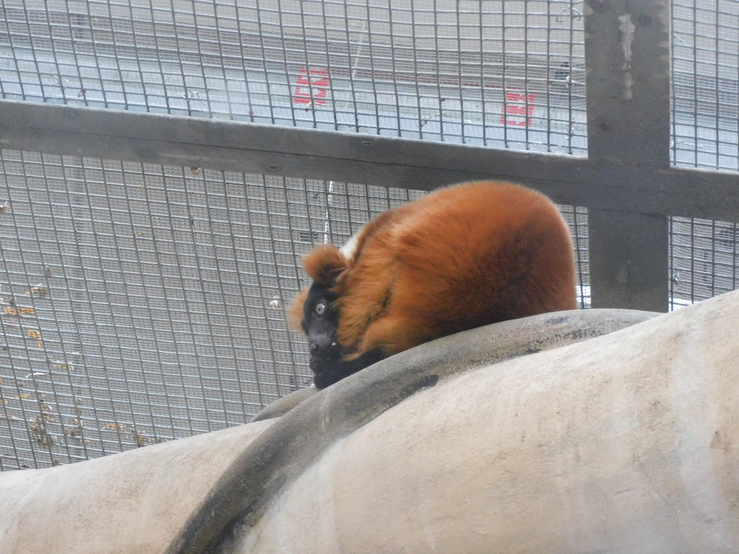 Red ruffed lemur